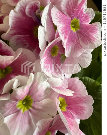 Close-up of pink and white primrose flowers. 136715681