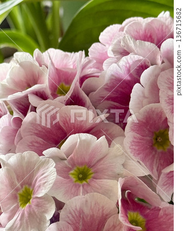 Close-up of pink and white primrose flowers. Close-up of pink and white primrose flowers. 136715682