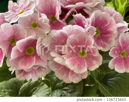 Close-up of pink and white primrose flowers. Close-up of pink and white primrose flowers. 136715683