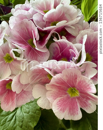 Close-up of pink and white primrose flowers. 136715684
