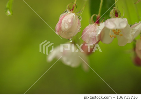 White flowers of Kimizumi blooming in the spring forest 136715716