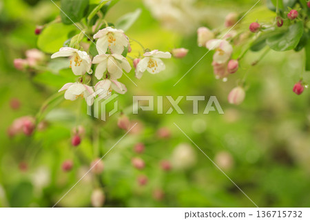 White flowers of Kimizumi blooming in the spring forest 136715732