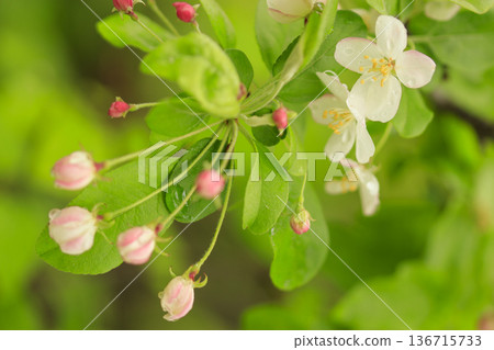 春天森林裡盛開的君泉白花 春天森林裡盛開的君泉白花 136715733