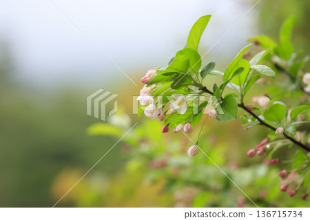 White flowers of Kimizumi blooming in the spring forest 136715734
