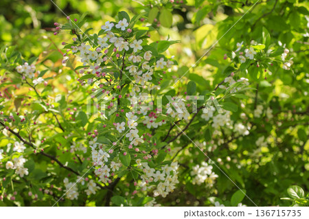 White flowers of Kimizumi blooming in the spring forest 136715735