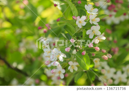White flowers of Kimizumi blooming in the spring forest 136715736