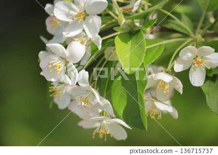 White flowers of Kimizumi blooming in the spring forest 136715737