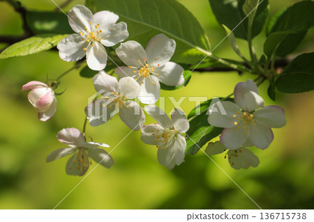 White flowers of Kimizumi blooming in the spring forest 136715738