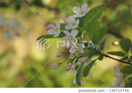 White flowers of Kimizumi blooming in the spring forest White flowers of Kimizumi blooming in the spring forest 136715740