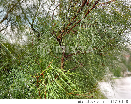 Soft daylight highlights fine pine needle and bark textures Soft daylight highlights fine pine needle and bark textures 136716138