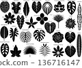Silhouette icon set of various houseplant leaves 136716147