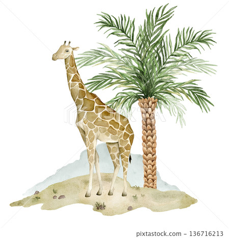 Watercolor giraffe standing near date palm on sandy savanna ground. African safari wildlife element for nursery wallpaper, textile print, mural decor and jungle themed classroom projects. 136716213