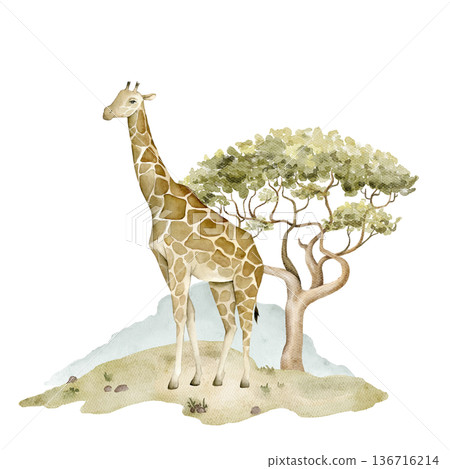 Watercolor giraffe standing near acacia tree on savanna landscape with distant hills. Safari wildlife illustration for nursery wallpaper, textile print, mural decor and educational jungle projects. Watercolor giraffe standing near acacia tree on savanna landscape with distant hills. Safari wildlife illustration for nursery wallpaper, textile print, mural decor and educational jungle projects. 136716214
