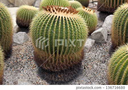 A cluster of golden-thorned cacti 136716680