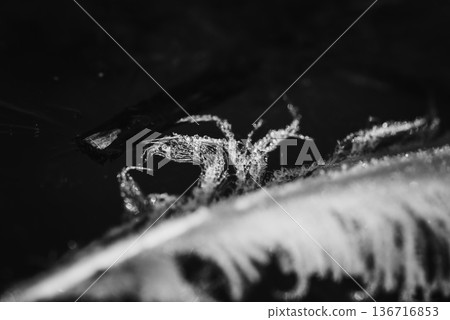 天鵝羽毛上掛滿了水珠 天鵝羽毛上掛滿了水珠 136716853