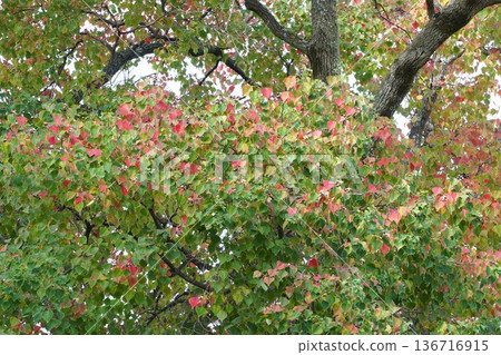 烏桕樹,2025年11月 烏桕樹,2025年11月 136716915