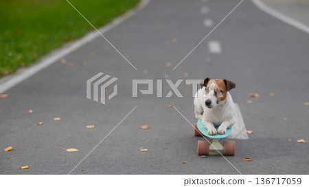 A Jack Russell Terrier rides a penny board in an autumn park. A Jack Russell Terrier rides a penny board in an autumn park. 136717059