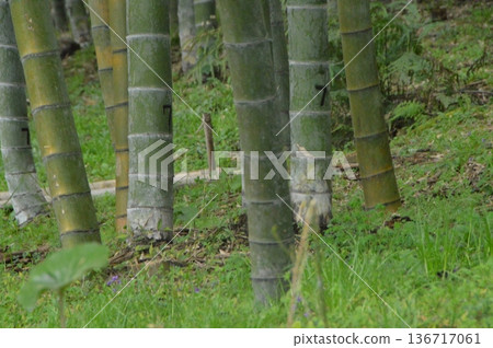 Sengan-en Garden's "Konan Bamboo Grove" (Kagoshima City, Kagoshima Prefecture) Sengan-en Garden's "Konan Bamboo Grove" (Kagoshima City, Kagoshima Prefecture) 136717061