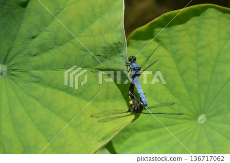 Mating large blue skimmer (Ogawa Town, Saitama Prefecture) 136717062