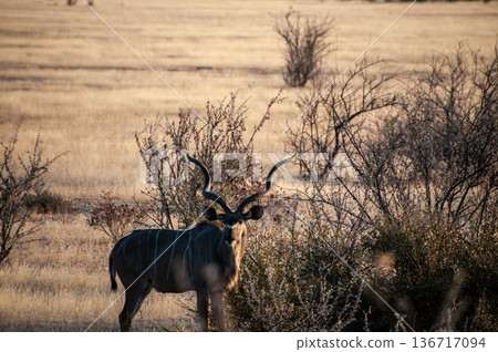 Kudu in Etosha 136717094