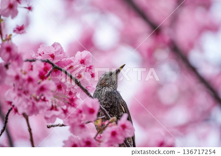 A brown-eared bulbul perched on a branch of a cherry blossom in full bloom. A natural scene that symbolizes spring in Japan. 136717254