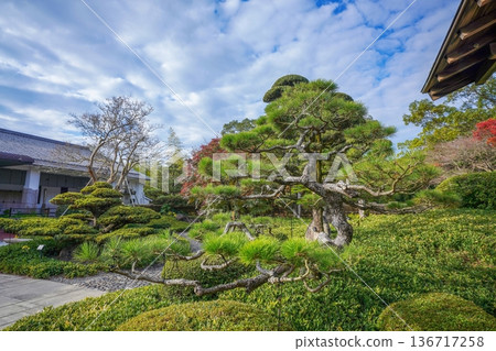 The aesthetics of a traditional Japanese garden: A beautiful combination of blue skies and magnificent pine trees 136717258