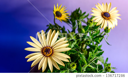 黃色骨子草花 黃色骨子草花 136717286