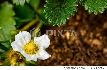 草莓花 草莓花 136717287