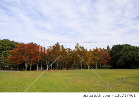 Autumn park Autumn park 136717461