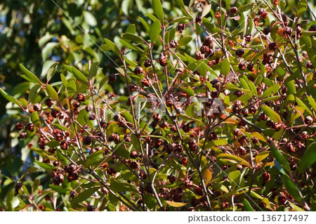 Ripe Mokkoku Fruit - November 2025 Ripe Mokkoku Fruit - November 2025 136717497