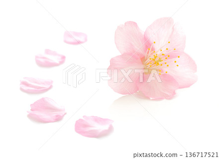 櫻花花瓣粉紅色春天白色背景 櫻花花瓣粉紅色春天白色背景 136717521
