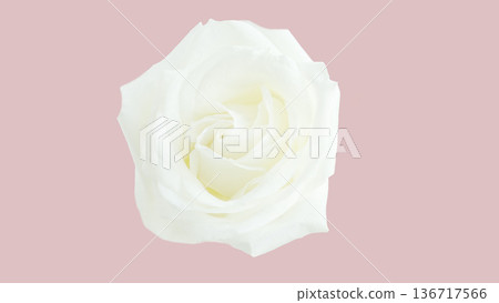 Fresh white roses, cut out, elegant, refined 136717566