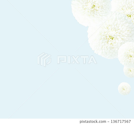 獻花：白色菊花，菊花背景框素材，留白 136717567