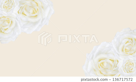 White rose background frame with copy space White rose background frame with copy space 136717572