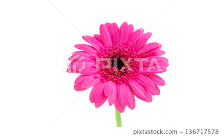 Vivid pink gerbera flower, cutout, white background 136717578