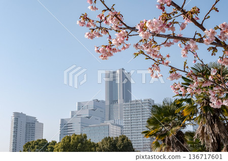 港未來櫻花與摩天大樓 港未來櫻花與摩天大樓 136717601