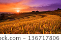 Terraced rice fields with shining golden rice ears 136717806