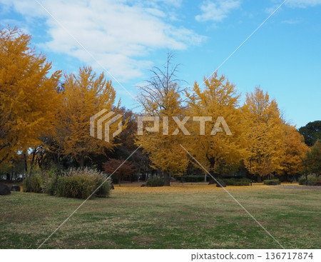 武藏野中央公園 武藏野中央公園 136717874