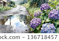 A country road after the rain, hydrangeas blooming on the roadside 136718457