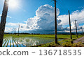 Lush rice fields and cumulonimbus clouds 136718535