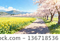 A country road lined with cherry blossom trees in full bloom and rapeseed fields 136718536