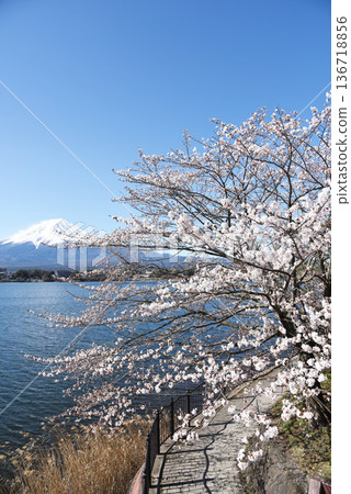 藍天之下，湖畔櫻花盛開，對岸富士山白雪皚皚。 136718856