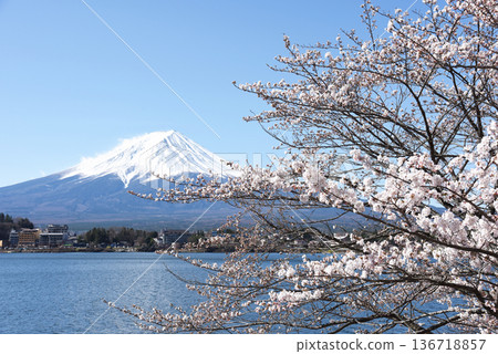 藍天之下，湖畔櫻花盛開，對岸富士山白雪皚皚。天空遼闊無垠。 136718857