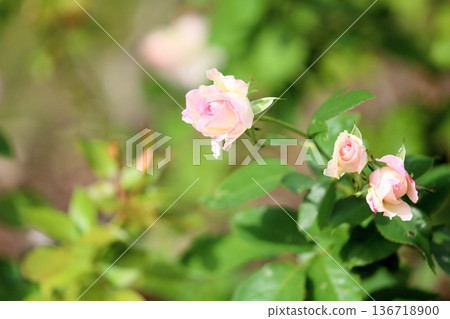 玫瑰花朵瑪蒂爾達 136718900