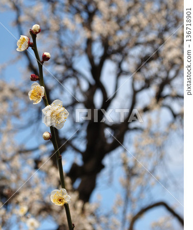 早春時節，白色的梅花和梅樹，背景虛化，垂直照片 136718901