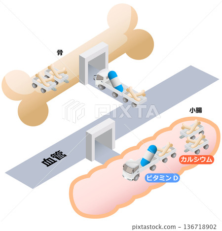 骨骼對鈣質的吸收結構 骨骼對鈣質的吸收結構 136718902