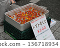Harvested tomatoes scooped 136718934
