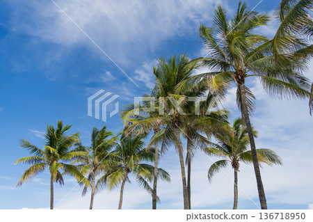 Palm tropical leaves. Summer holiday under the palm shadows. Tropical palm tree. Palm leaf for summer design. Palm tropical leaves. Summer holiday under the palm shadows. Tropical palm tree. Palm leaf for summer design. 136718950