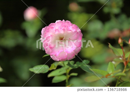 Roses flower Matilda 136718986