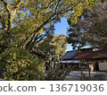 銀杏樹的秋葉和寺廟庭院 136719036